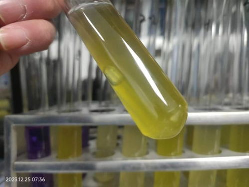 生活饮用水微生物检测 食品微生物检测 powered discuz